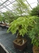 Akina bonsai ekspozicija, Valbžychas, 2014 gegužė