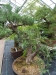 Akina bonsai ekspozicija, Valbžychas, 2014 gegužė
