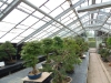 Akina bonsai ekspozicija, Valbžychas, 2014 gegužė