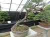 Akina bonsai ekspozicija, Valbžychas, 2014 gegužė