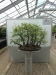 Akina bonsai ekspozicija, Valbžychas, 2014 gegužė