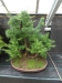 Akina bonsai ekspozicija, Valbžychas, 2014 gegužė