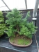 Akina bonsai ekspozicija, Valbžychas, 2014 gegužė