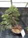Akina bonsai ekspozicija, Valbžychas, 2014 gegužė
