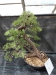 Akina bonsai ekspozicija, Valbžychas, 2014 gegužė