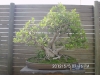 Barselonos botanikos sodo bonsai ekspozicija