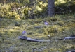 bobausiai-ir-silageles-26