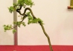 Kęstutis Ptakauskas, Lietuva, Kadagys (Juniperus sp.), Indas - Kinija