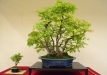 Aleksandras Balbieris, Lietuva, Plaštakinis klevas (Acer palmatum)