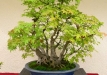 Aleksandras Balbieris, Lietuva, Plaštakinis klevas (Acer palmatum)