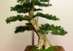 Peter Vitez, Slovakija, Europinis kukmedis (Taxus baccata)