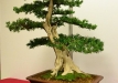 Peter Vitez, Slovakija, Europinis kukmedis (Taxus baccata)