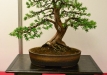Juraj Szabo, Slovakija, Japoninis kukmedis (Taxus cuspidata), Indas - Klika&Kuratková