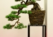 Milan Roskoš, Slovakija, Kalninė pušis (Pinus mugo subsp. uncinata)