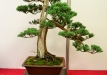 Milan Roskoš, Slovakija, Kininis kadagys (Juniperus chinensis), Indas - Tokoname