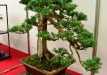 Milan Roskoš, Slovakija, Kininis kadagys (Juniperus chinensis), Indas - Tokoname