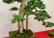 Milan Roskoš, Slovakija, Kininis kadagys (Juniperus chinensis), Indas - Tokoname