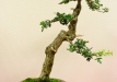 Steven Meyer, Danija, Vienapiestė gudobelė (Crataegus oxycanta)
