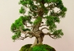 Justinas Balbieris, Aleksandras Balbieris, Lietuva, Kininis kadagys (Juniperus chinensis var. sergentii)