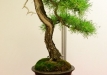 Aleksandras Balbieris, Lietuva, Japoninė baltoji pušis (Pinus pentaphylla)