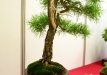 Aleksandras Balbieris, Lietuva, Japoninė baltoji pušis (Pinus pentaphylla)