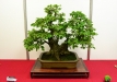 Julius Kolesar, Slovakija, Paprastasis sroblas (Caprinus betula), Indas - Yxing