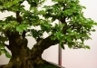 Julius Kolesar, Slovakija, Paprastasis sroblas (Caprinus betula), Indas - Yxing