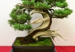 Julius Kolesar, Slovakija, Pfitzerio kadagys (Juniperus chinensis x media), Indas - Yxing 