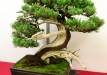 Julius Kolesar, Slovakija, Pfitzerio kadagys (Juniperus chinensis x media), Indas - Yxing 