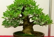 Saffo Peter, Slovakija, Žydintis uosis (Fraxinus ornus), Indas - Yixing