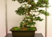 Aleksandras Balbieris, Lietuva, Indijinis rododendras 'Chinzan' (Rhododendron indicum 'Chinzan'), Indas - Tokoname, Senko