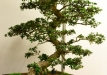 Aleksandras Balbieris, Lietuva, Indijinis rododendras 'Chinzan' (Rhododendron indicum 'Chinzan'), Indas - Tokoname, Senko