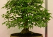 Krzysztof Kowalski, Lenkija, Plaštakinis klevas (Acer palmatum)