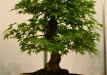 Krzysztof Kowalski, Lenkija, Plaštakinis klevas (Acer palmatum)