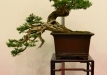 Sławomir Drozda, Lenkija, paprastasis kadagys (Juniperus communis) Indas - Yixing