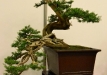 Sławomir Drozda, Lenkija, paprastasis kadagys (Juniperus communis) Indas - Yixing