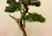 Tomasz Sobczak, Lenkija, Kazokinis kadagys (Juniperus sabina)