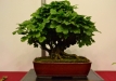 Rafał Wodzicki, Lenkija, Paprastasis putinas 'Nanum' (Viburnum opulus 'Nanum')