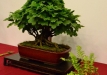 Rafał Wodzicki, Lenkija, Paprastasis putinas 'Nanum' (Viburnum opulus 'Nanum')