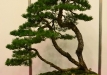Włodzimierz Pietraszko, Lenkija, Paprastoji pušis (Pinus sylvestris)