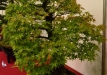 Włodzimierz Pietraszko, Lenkija, Plaštakinis klevas (Acer palmatum)