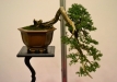 Sławomir Drozda, Lenkija, Paprastasis kadagys (Juniperus communis), Indas - Yixing
