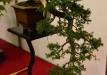 Sławomir Drozda, Lenkija, Paprastasis kadagys (Juniperus communis), Indas - Yixing