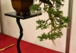 Sławomir Drozda, Lenkija, Paprastasis kadagys (Juniperus communis), Indas - Yixing