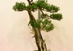 Krzysztof Kowalski, Lenkija, Kazokinis kadagys (Juniperus sabina)