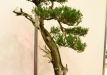 Krzysztof Kowalski, Lenkija, Kazokinis kadagys (Juniperus sabina)