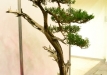 Krzysztof Kowalski, Lenkija, Kazokinis kadagys (Juniperus sabina)