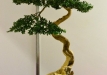 Didier Weiss, Prancūzija, Paprastasis buksmedis (Buxus sempervirens), Indas - Bryan Albright