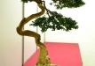 Didier Weiss, Prancūzija, Paprastasis buksmedis (Buxus sempervirens), Indas - Bryan Albright