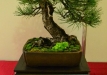 Christian Przybylsky, Vokietija, Juodoji pušis 'Austriaca' (Pinus nigra 'Austriaca'), Indas - Bryan Albright